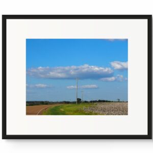Cotton Fields
