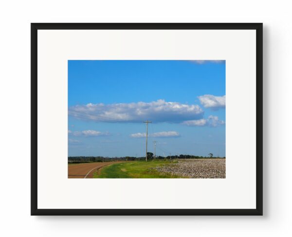 Cotton Fields